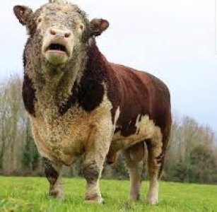 Simental Tosunum Satılıktır