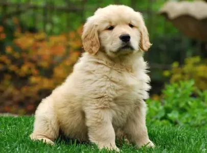 Köpeğimi sahiplendiriyorum