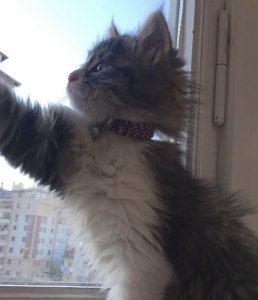 Delibalımı sahiplendiriyorum