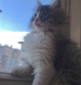 Delibalımı sahiplendiriyorum