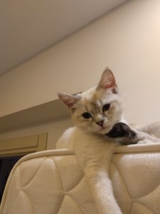 British kedimi sahiplendirmek istiyorum